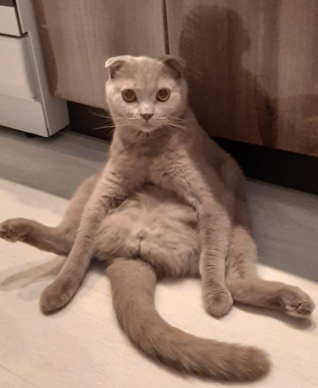 Котовторник. Картинки и буквы 08.02.22