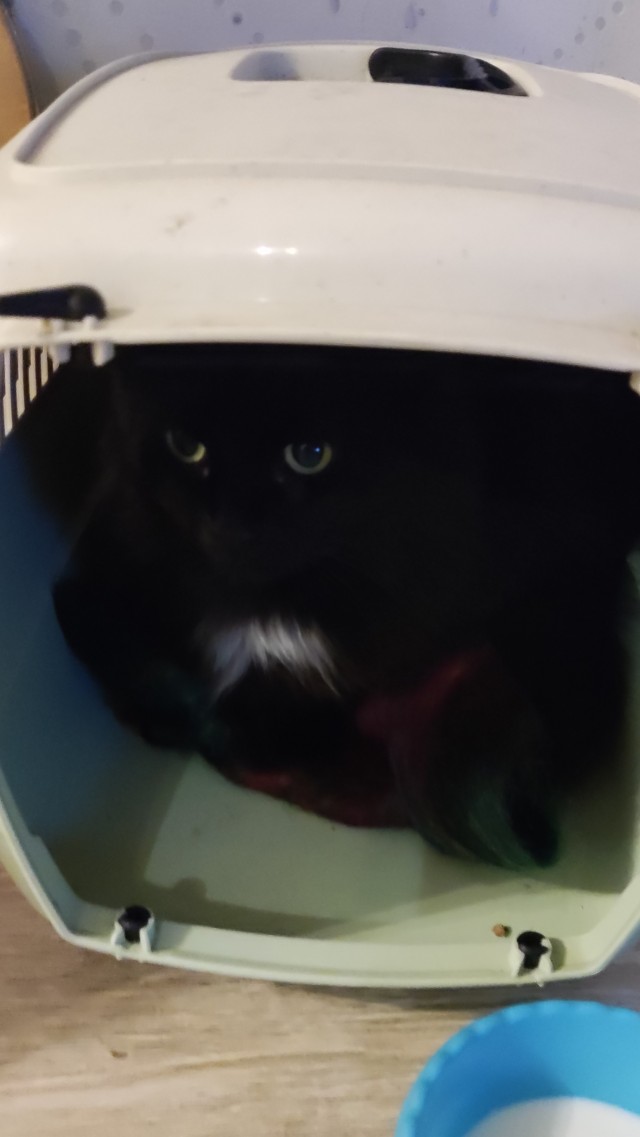 Коты, куда уж без них