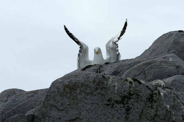 Северный ледовитый океан