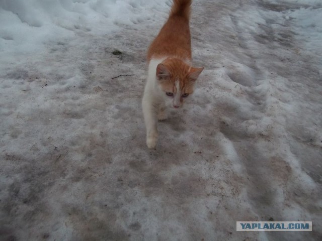 Жизнь домашнего приюта для котеек 426