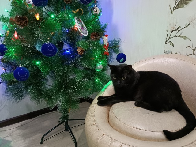 Выкладывайте свои елки!