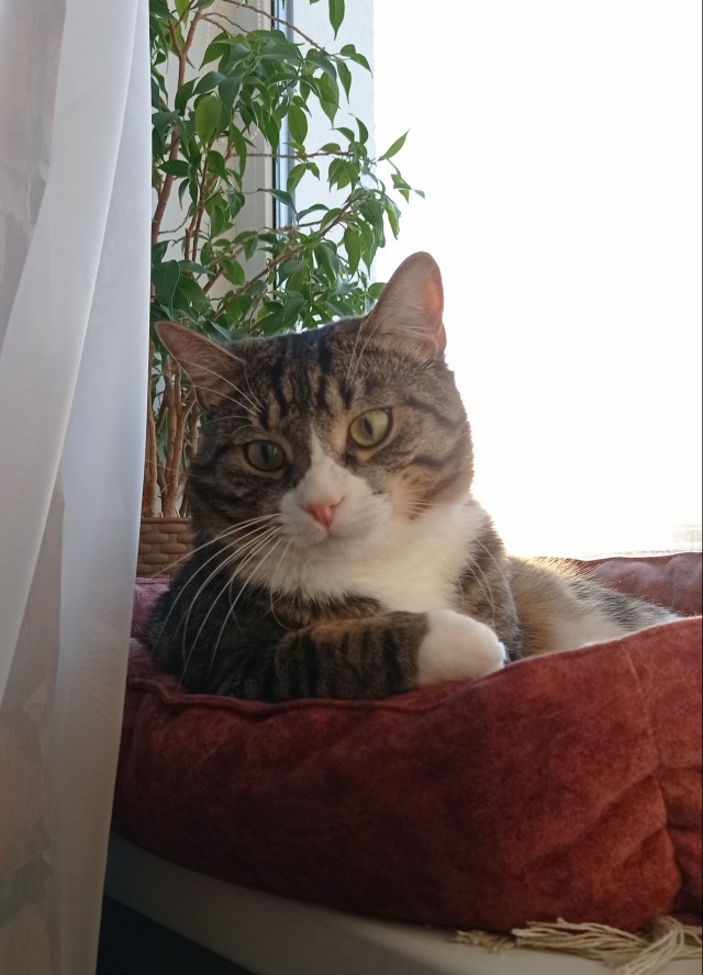 Начинаем котовторник.