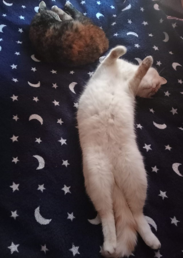 Коточетверг!