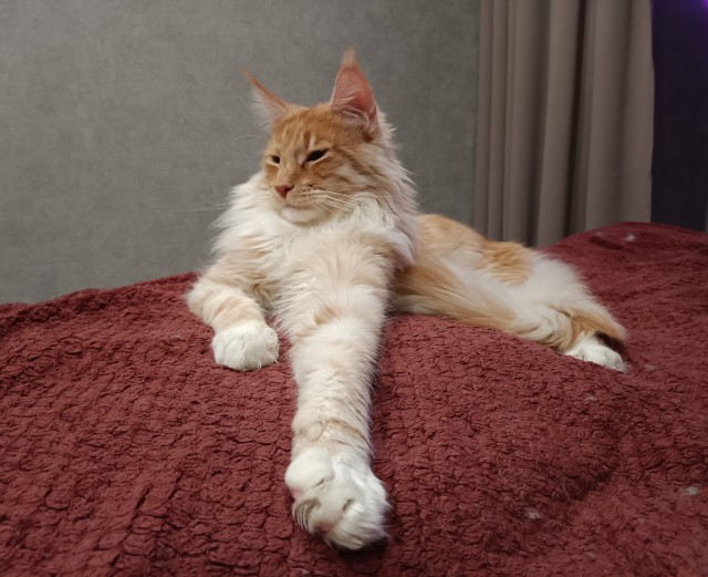 Кошка