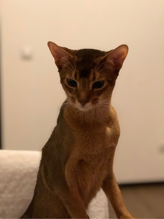Котовторнику посвящается!