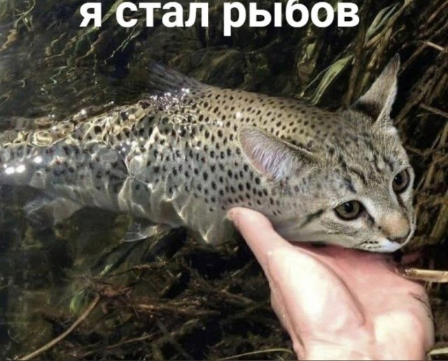 Так себе картинки 13.07.23