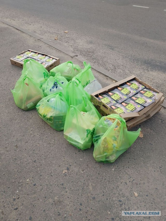 Жизнь домашнего приюта для котеек 459