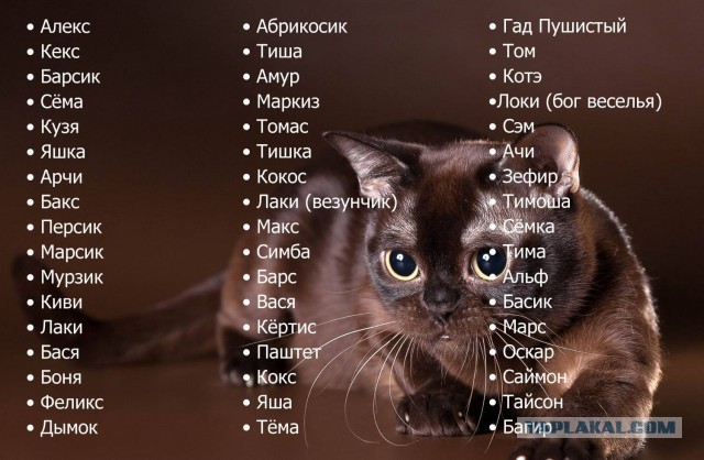 Мой котик, 3 месяца от роду