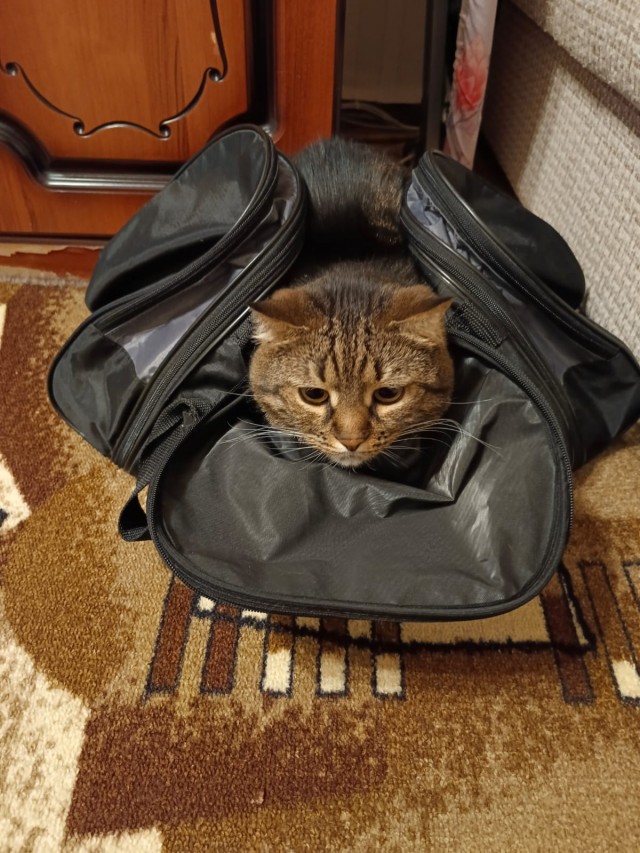 Всех с котовторником