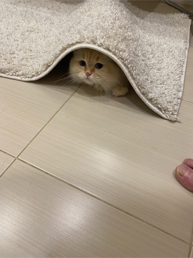 Всех с котовторником