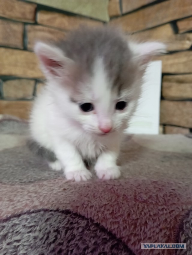 Отдам котят