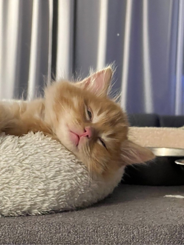 Котовторник в картинках