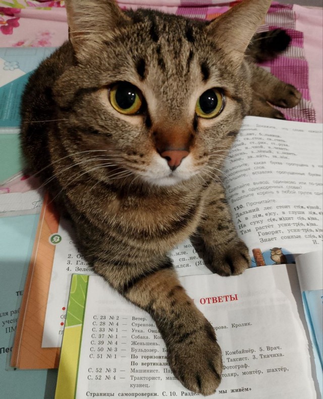 КотовторнеГ