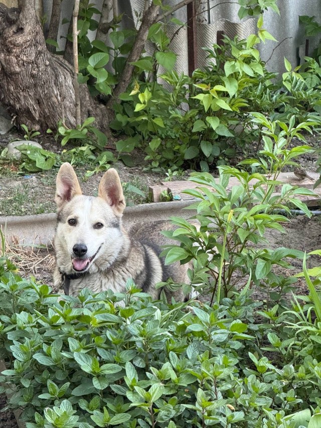 Мой наблюдает за голубями.