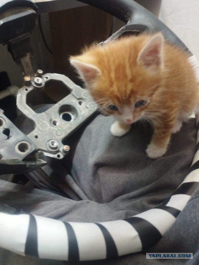 Это что, котовторник?