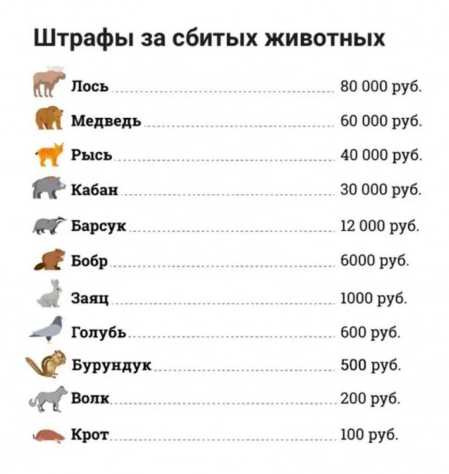 Российским водителям грозит арест за ДТП с голубями
