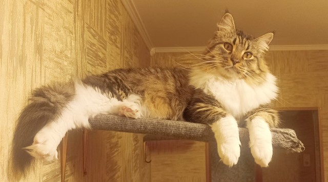 Котовторник. Дорофей!