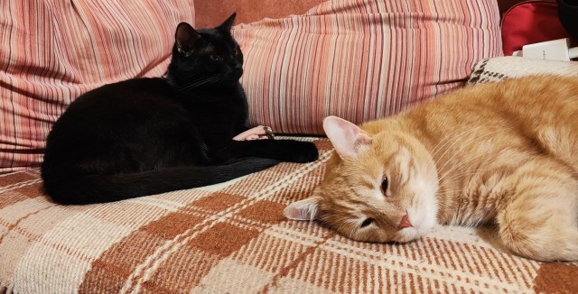 Котовторник.Наши модели