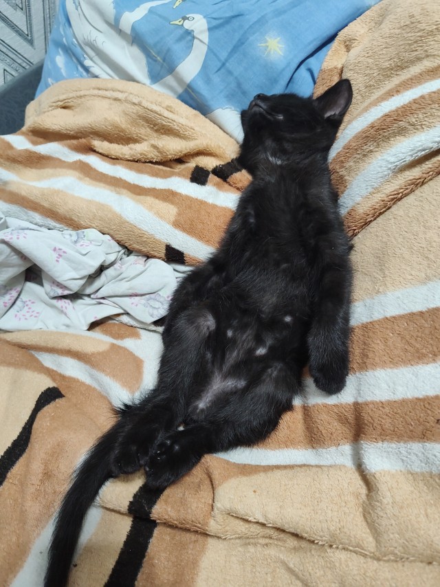 Коты могут спать буквально где угодно