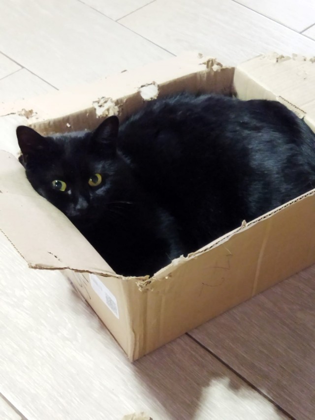 Котовторник