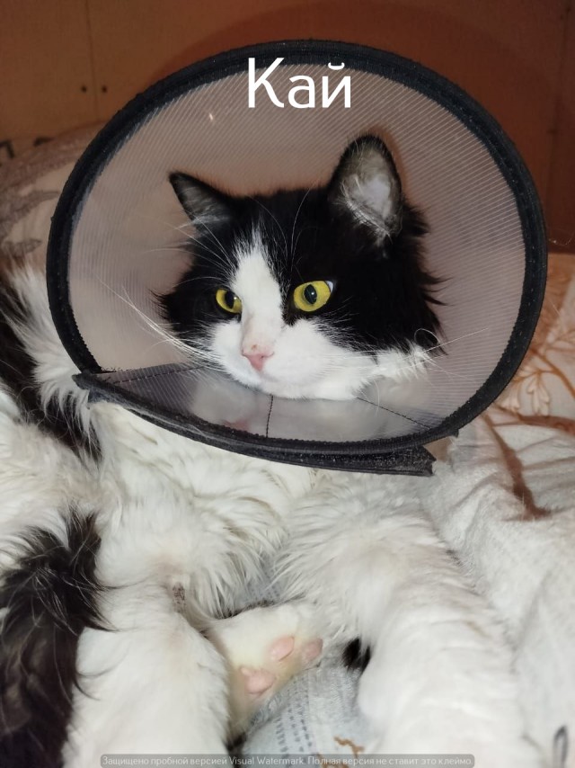 Жизнь домашнего приюта "Котоленд" 526