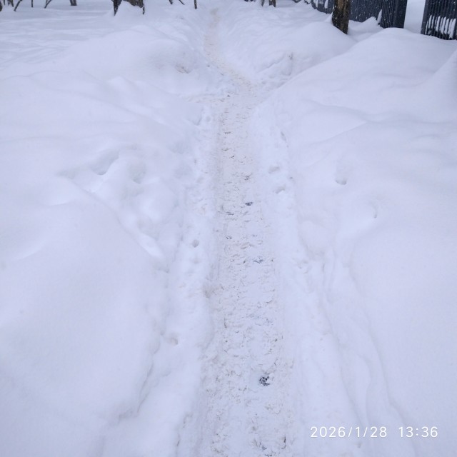 Снег кружится, летает, летааает....