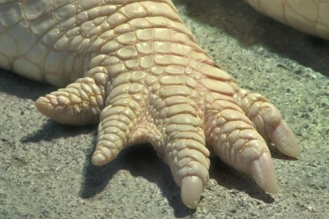 Лапки