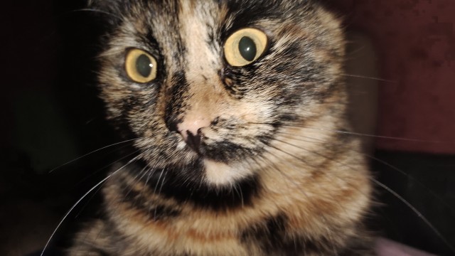 Колыбельная для кота