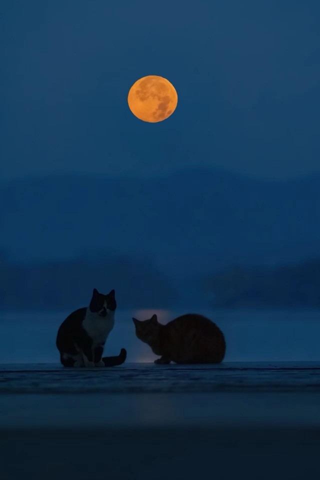 Котэ и Луна