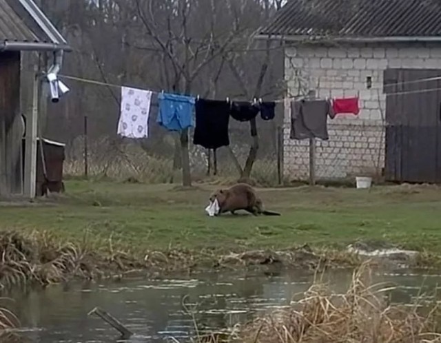 Бобр украл у поляка трусы