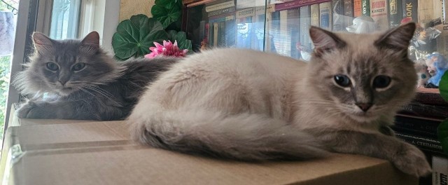 Котики в добрые руки