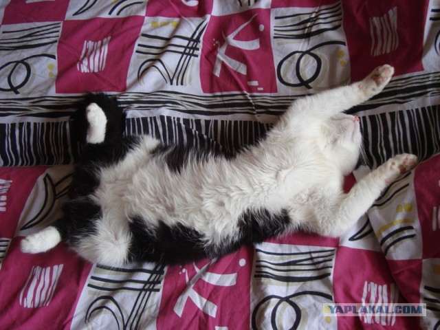 Ладушки-ладушки