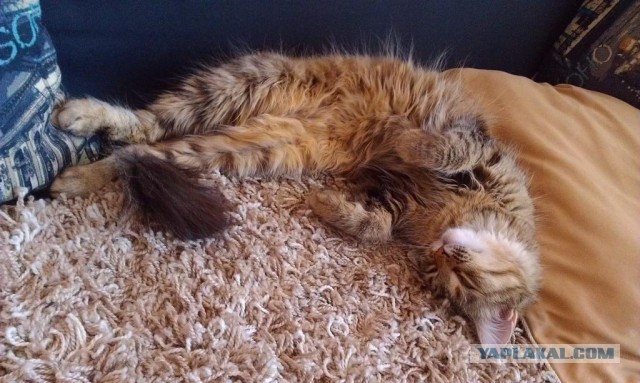 Как я мышь борол