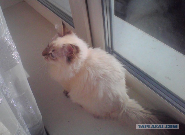 Котовторник 29.10.2013