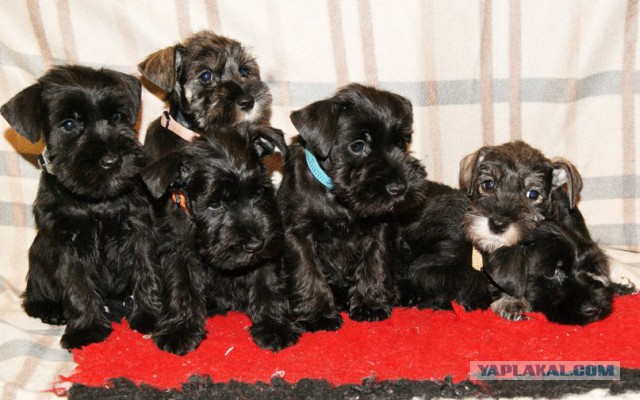 Собачья мимимишность