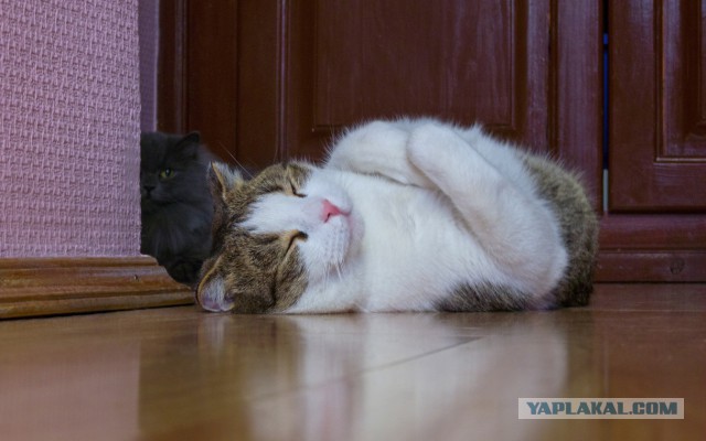 Котовторник  08.04.2014