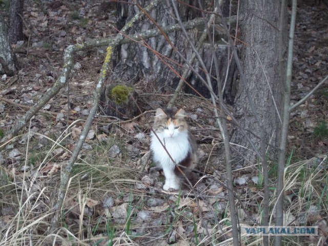 Жизнь домашнего приюта для котеек 5