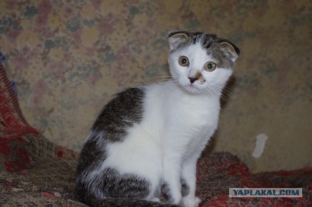 Котовторник   15.04.2014