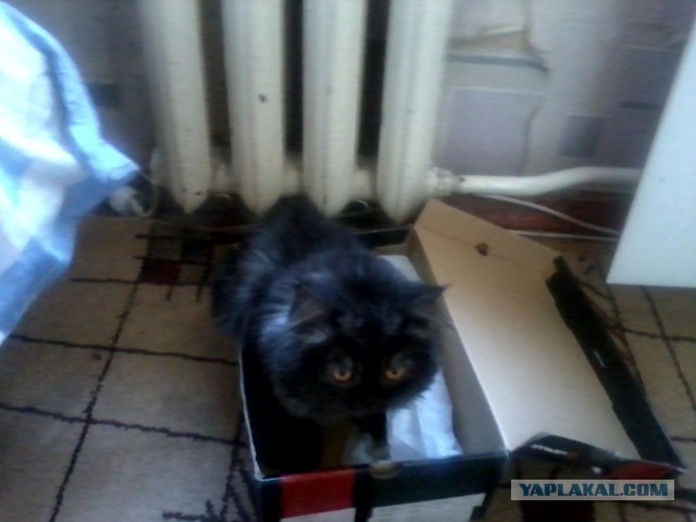 Большие котики тоже любят коробки