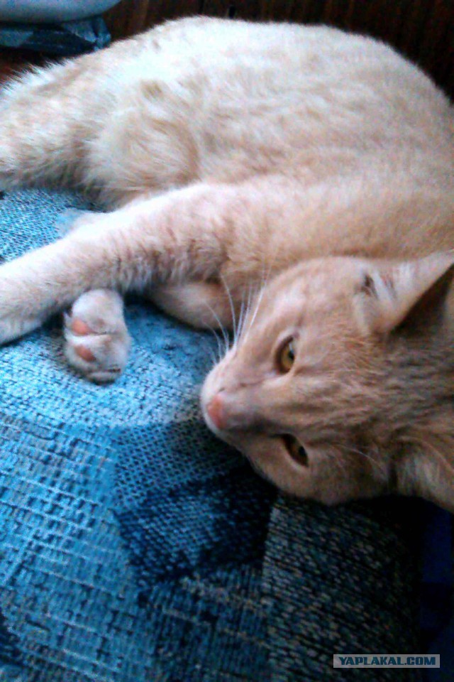 С Котовторником!