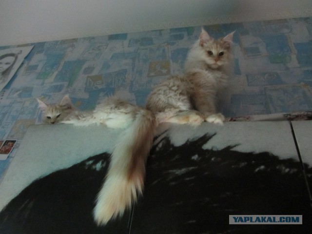 Котовторник  08.07.2014