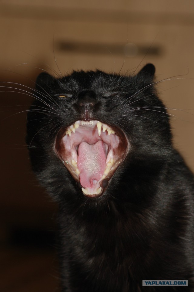 А у тебя есть фото твоей зевающей котейки ?