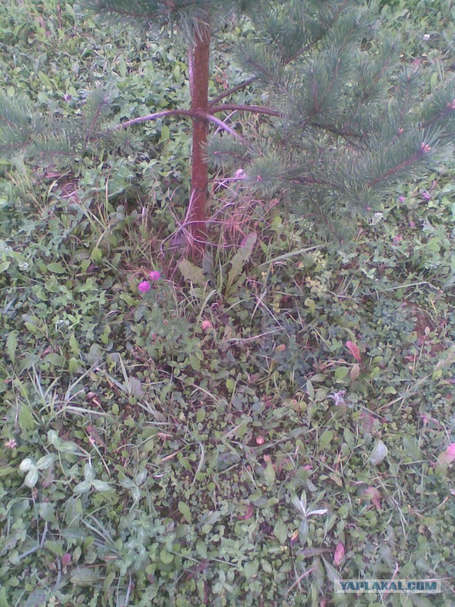 Мои грибочки...