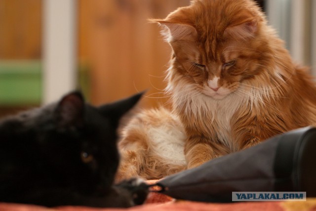 Котовторник 2.12.14