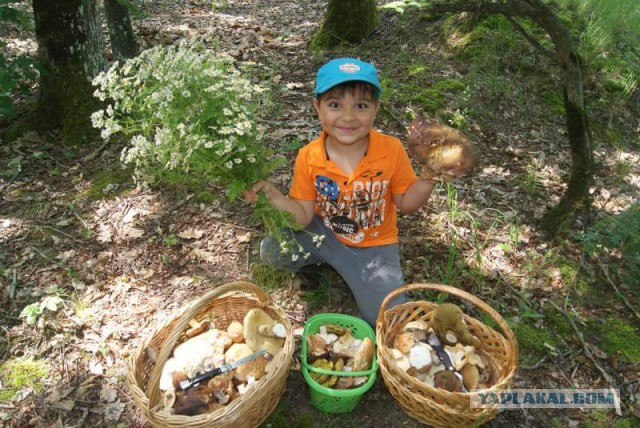 Вспомним лето! Вылазка за грибами.