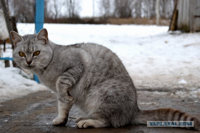Моим котам