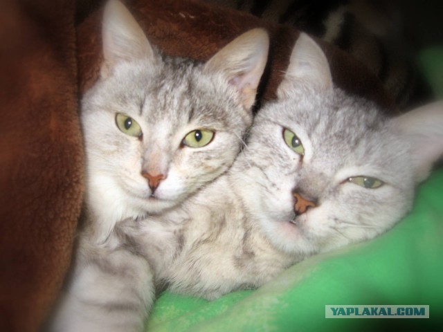 Котовторник 07 04 2015