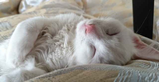 25 кошек, которые спят где угодно