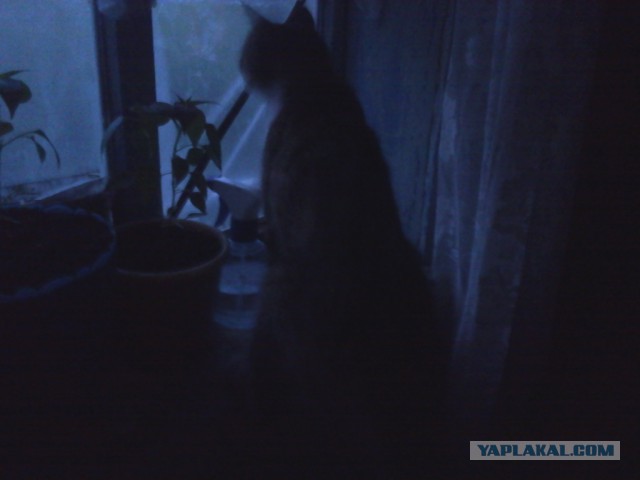 Котовторник