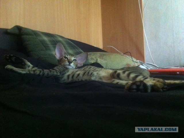 Котовторник